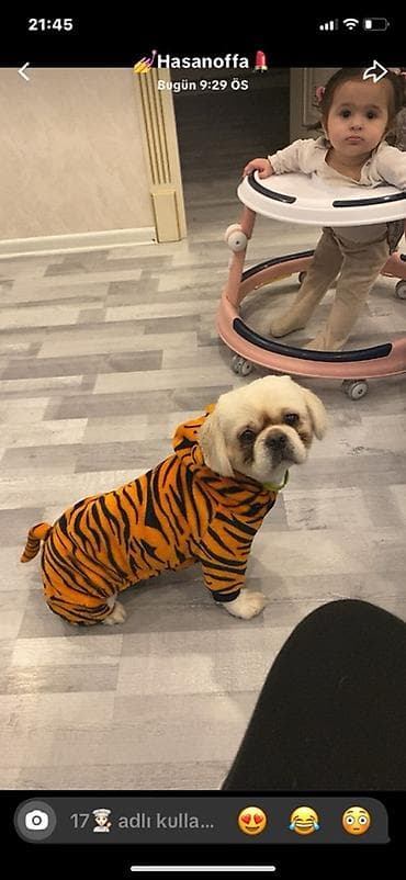 it alqi satqisi: Pekines, 1 il, Dişi — 1