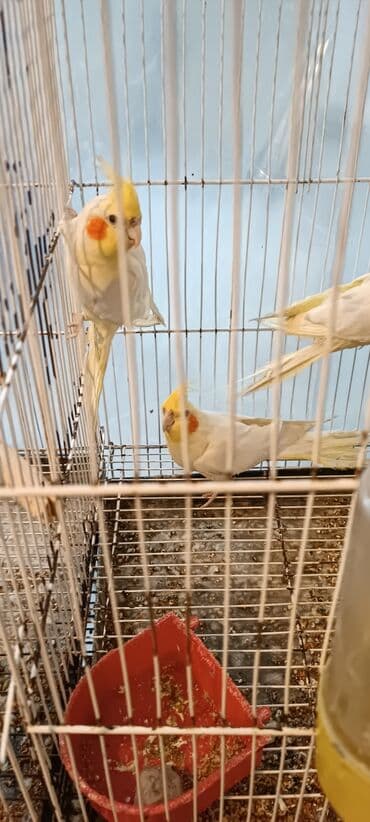 доберман цена в баку: Qiymete gore narahat etmiyin. Barter var bala valnisdilerle — 3