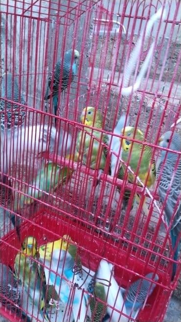 İtlər: Tutuquşları — 4