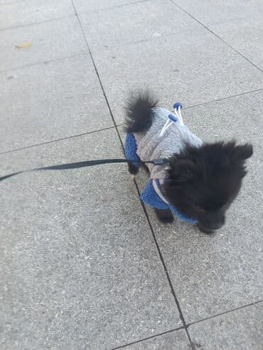 İtlər: Şpitz, 3 ay, Dişi, Peyvəndli — 2