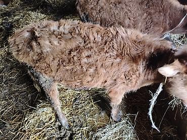 Dana, buzov, Erkək, ay: 7, 110 kq, Damazlıq, Ətlik