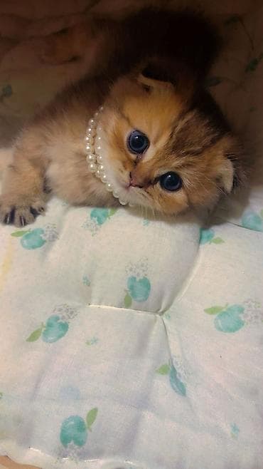 İtlər: Məhsul: Pişiklər üçün oyun və məşq dəsti Təsvir: - 3 mərtəbəli — 5