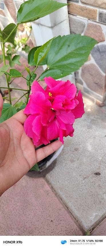 gubre: Çiçəkli hibiskus (Çin qızılgülü) – qapalı dibçəkdə - Növ: Hibiscus — 2