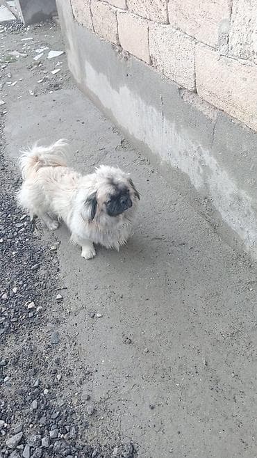 Pekines, 1 il, Erkek, Peyvəndli, Ünvandan götürmə