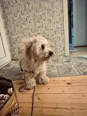 ev iti satilir: Erkek, Ünvandan götürmə — 1