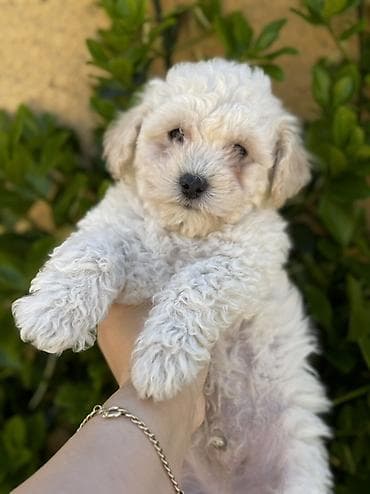 pudel it cinsi: Pudel, Peyvəndli — 5