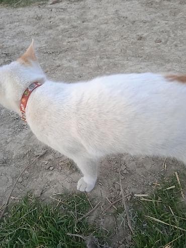 pişiy pulsuz: Erkək, Yaxşı əllərə, Ünvandan götürmə — 2