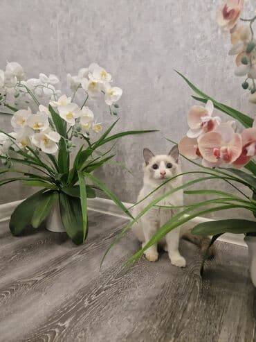 Siam, Erkək, Yaxşı əllərə, Ödənişli çatdırılma, Pulsuz çatdırılma