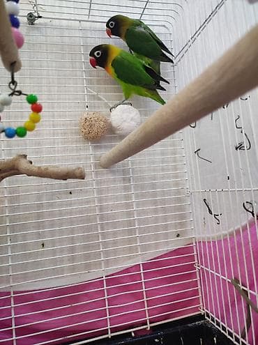 tutu kuşu: 2 ədəd fişer 1 aylıq balalardır, aktiv və yemə öyrəşiblər. 🦜 Ələ — 4