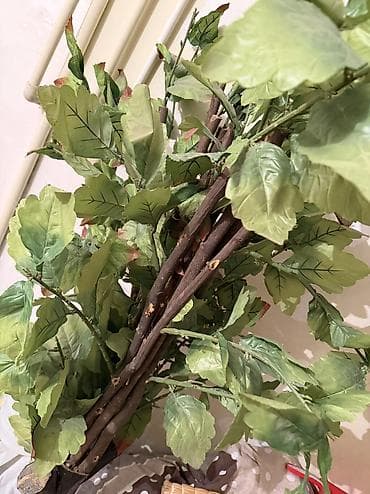 Картины и портреты: 050 832 37 83 Məhsul: Dekorativ süni ağaclar (2 ədəd) Təsvir: - — 3