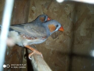 Amadin zebra satılır cüt və ya tək
055-653-79-97 nömre