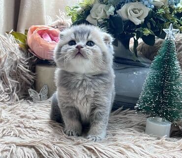 Daewoo: Шотладская вислоухая, Самка — 9