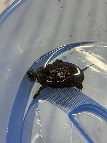 Akvariumlar: Tısbağa akvariyumu ilə birlikdə satılır çox ucuz qiymətə. Çox — 5