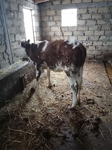 Dugedi 1 yaş üvan celilabdı riyalı alcıyla zengin vursun 1280 deylir lalafo.az -da Dugedi 1 yaş üvan celilabdı riyalı alcıyla zengin vursun 1280 deylir