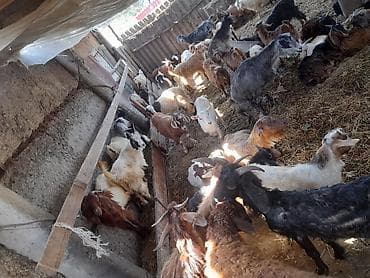jersey cinsi: Qoyun-keçi sürüsü satılır 67 heyvandi 5 quzu 7 ana keci 7 side — 3