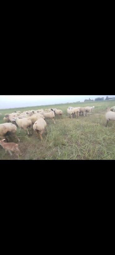 bakida cins ineklerin satisi: Dişi, il: 1, 50 kq, Damazlıq, Ünvandan götürmə — 10