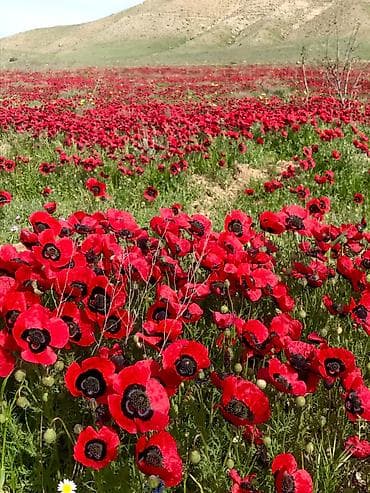 tibb sekilleri: Dede baba üsulla sünnet etmeyi bacaran xanim teleb olunur. Yaş ferqi — 1