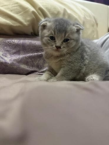 tap az it: Şotland, Erkək, Dişi, Yaxşı əllərə — 5