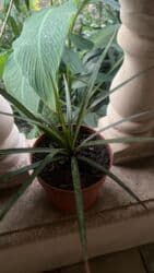 ev gülü: Her biri ucuz kimete Gencededi catirma var size yaxin yere ancag — 31