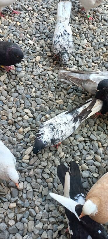 göyercin yuvası: Məhsul: Qüvvətli uçuş və baxımlı görünüşə malik ev göyərçinləri — 25