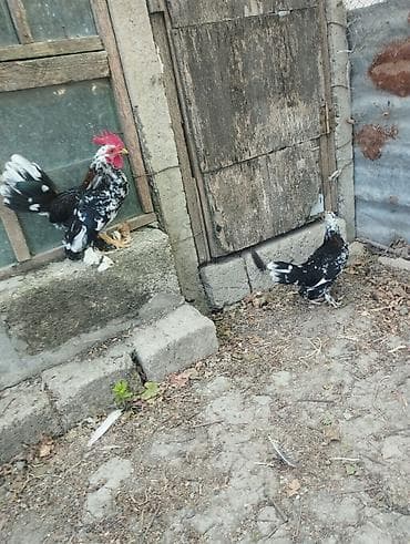 cücə satışı: 1 cüt yaponkalar satılır.tam sağlamdılar.heyvanlar göz — 3