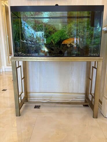 betta balıq: Tək və ya balıqlarla bərabər satılır. Tək akvaryum və ayağı-120 azn — 1