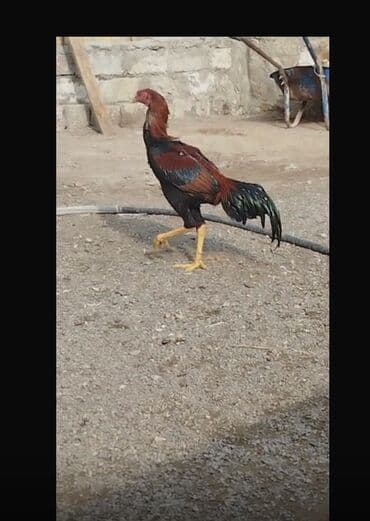 Inəklər, öküzlər: Xoruz, Heyratı, il: >5 — 3