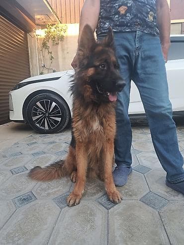 xaski it sekilleri: Alman çoban iti, 1 il, Erkek, Peyvəndli — 1