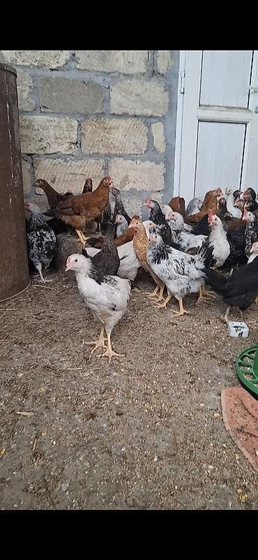 cücə: Toyuq cücələri, Ətlik — 3