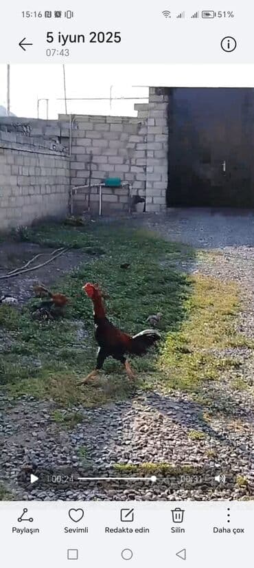 kənd cucesi: Xoruz, Heyratı, il: 2, Ödənişli çatdırılma — 3