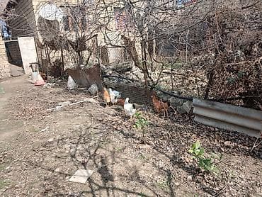 Pişiklər: Satılır: həyətyanı saxlanılan toyuqlar və quşçuluq avadanlığı — 3