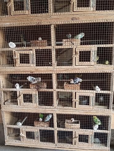 qefəs: -Qəfəs və avadanlıq: çoxbölməli taxta-barmaqlıq qəfəslər, ayrılan yuva — 3