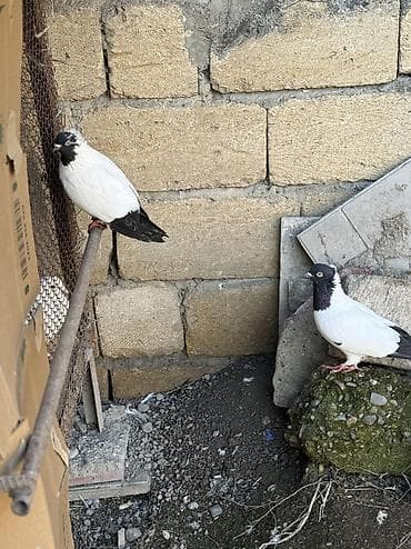 sumqayıt göyərçin: Sade ve dekorativ goyercinler satilir cut ya optom ciddi alicilar — 7