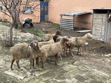 çin bıldırcını: Salam Heyvanlar hamısı sağlam ağır boğazdılar ana baladılar satılırlar — 3