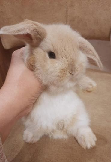 dekorativ dovşan: Ev heyvanı – dekorativ dovşan - Cins: lop tipi (aşağı sallanan — 1