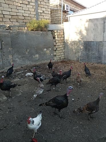 keci satilir: Dişi, Damazlıq — 1