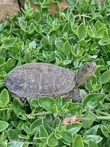 Аквариумные аксессуары и принадлежности: Növ: Quru/su tısbağası. BARTER MÜMKÜNDÜR Xüsusiyyətlər: - Yarımsu — 3