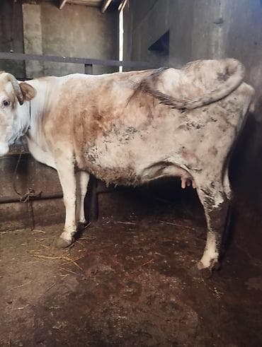 Südlük inək 2 aylıq dişi başlayan.4-cü balasıdır .8-9 litr süd