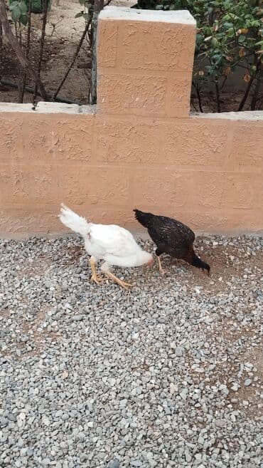 pulsuz itlerin verilmesi: Toyuq cücələri, Ətlik, Rayonlara çatdırılma — 2