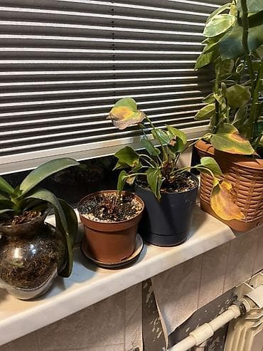 ev gulleri ve adlari: Otaq bitkiləri dəsti – 4 ədəd saksıda 1) Filodendron (uzanan gövdəli — 8