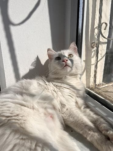 cins pişiklər: Türk anqora, Yaxşı əllərə, Ünvandan götürmə — 2