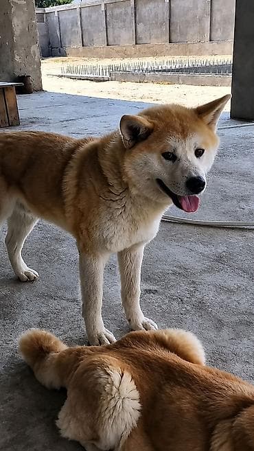 avcarka type 1: Akita-inu, Peyvəndli — 2