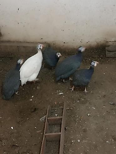 İçkilər: Firəng quslarıdı 4 fərədi 1 xoruz hamsın alana qiymətdə razılasmağ — 3