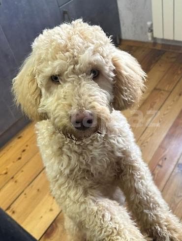 akvarium dirnaq: Erkek — 1