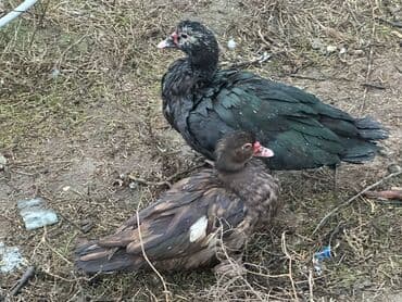 yuxuda ördek balası görmek: Muscovy (hind) ördəkləri – yerli təsərrüfat üçün. - Cins: Muscovy — 2
