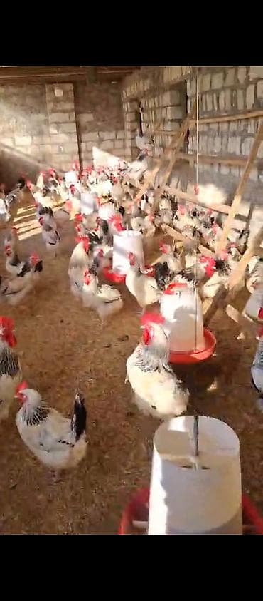 lahıc su: Təbii mayalı toyuq yumurtası - Yerli təsərrüfatdan gündəlik yığılmış — 2