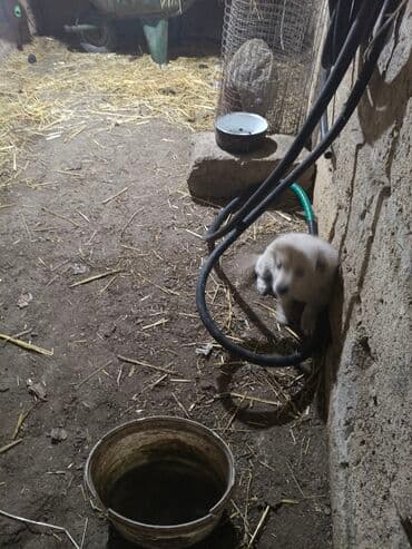 доберман цена в баку: Ağ rəngli, balaca it balası. ana və atası bizim həyətdədir. bir bala — 5