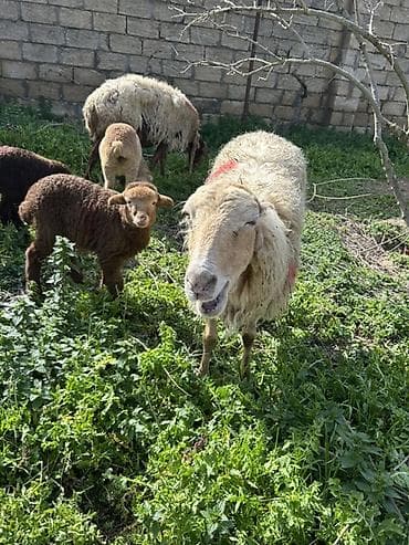 disi danalar: Dişi, il: 3, Damazlıq, Ünvandan götürmə — 2