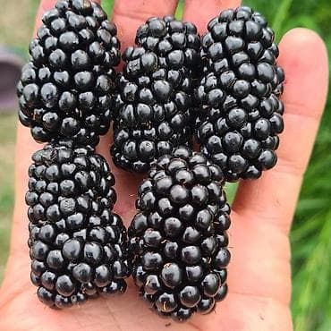 dekorativ agaclarin satisi: Tinglər — 8