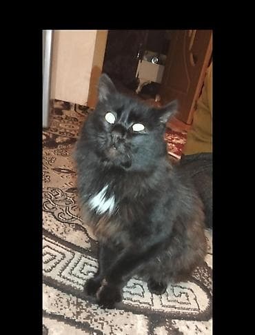 pişiy adları: Şotland yastı qulaq — 5